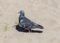 Feral Pigeon in Torremolinos Spain