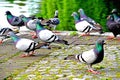 Feral pigeon Royalty Free Stock Photo