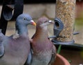 Feral pigeon and woodpigeon feeding from garden seed feeder.