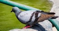 Feral pigeons Standing