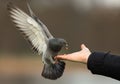 Feral pigeons (Columba livia)