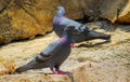 Feral pigeons Standing