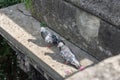 Feral pigeons on a stone ledge