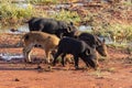 Australian Feral Pigs