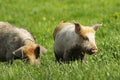 Feral pigs grazing on green lawn Royalty Free Stock Photo