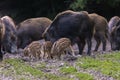 Feral pigs, sow and piglets rooting