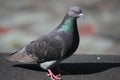 Feral Rock Dove (Pigeon)