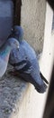 Feral rock pigeon couple sitting on window