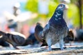 Feral rock pigeon or dove sitting on the pavement in front of a group of foraging blurry pigeons