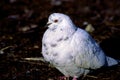 Feral Rock Pigeon White Form 19365