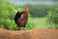 Feral Rooster