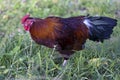 Feral Rooster in Bermuda