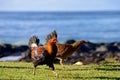 Feral Rooster & Chicken at Beach