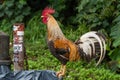 Feral rooster on Kauai exploring the garbage bin treasures