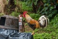 Feral rooster on Kauai exploring the garbage bin treasures