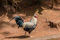 Feral rooster on Oahu, Hawaii