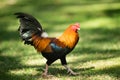 Feral Rooster Public Park Oahu Hawaii Wild Chicken Royalty Free Stock Photo