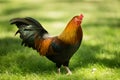 Feral Rooster Public Park Oahu Hawaii Wild Chicken Royalty Free Stock Photo