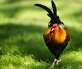 Feral Rooster Public Park Oahu Hawaii Wild Chicken Royalty Free Stock Photo