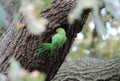 parakeet Rose-ringed bird green