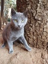 Feral russian blue asking for food