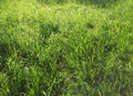 Feral spring meadow in the early morning