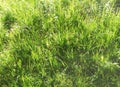 Feral spring meadow in the early morning