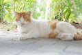 A feral stray community cat with eyes closed chilling under the sun Royalty Free Stock Photo