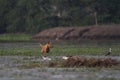 Feral stray dog trying to attack on wild birds at sirpur lake Indore