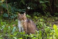 Feral tabby cat eating grass