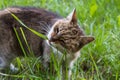 Feral tabby cat eating grass