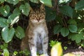 Feral tabby cat hiding behind leaves