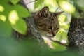 Feral tabby cat hunting from a tree
