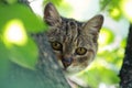 Feral tabby cat looking at the camera from a tree Royalty Free Stock Photo