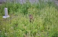 Tabby cat surrounded by grass