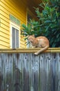 Feral tabby cat