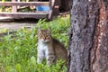 Feral tabby cat sitting next to a tree