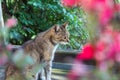 Feral tabby cat sitting outside in a flower garden