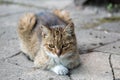 Feral tabby cat sitting outside on stone