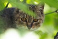 Feral tabby cat staring behind leaves