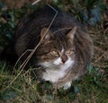 Feral tabby cat with vivid yellow eyes in undergrowth