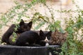 A feral, tiger stripe mother cat and two kittens rest among bushes in a Jerusalem garden Royalty Free Stock Photo