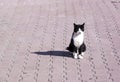 Feral white and black cat - RAW format Royalty Free Stock Photo