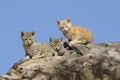 Feral wild cat kittens Royalty Free Stock Photo