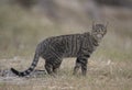 Feral wild cat in outback Queensland