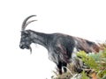 Feral wild goat on rocky ledge viewed from below in Valley of Rocks, North Devon, England.