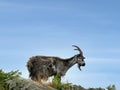 Feral wild goat on rocky ledge viewed from below against sky in Valley of Rocks, North Devon, England.