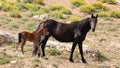 Feral Wild Horse Mustang Mare mother with her bay foal in the Pryor Mountains Wild Horse Refuge Sanctuary in Wyoming USA Royalty Free Stock Photo