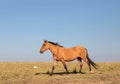 Feral Wild Horse Mustang on Sykes Ridge in the Pryor Mountains Wild Horse Refuge Sanctuary on the border of Wyoming