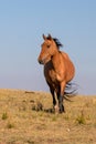 Feral Wild Horse Mustang in the Pryor Mountains Wild Horse Refuge Sanctuary on the border of Wyoming USA